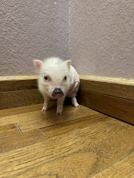 Female Micro Pig