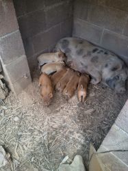Mini pig babies