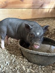3-month-old mini pigs for sale