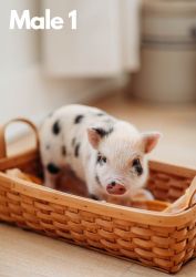 Mini Piglets Available Jan 29th