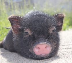 Micro mini pig