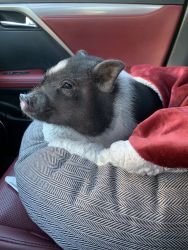 Smart Pet Piglet needs loving home