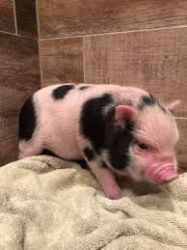 Mini Pig for sale