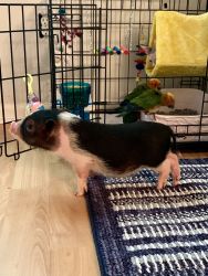 Mabel the Mini Pig!