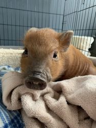 Mini pig for sale