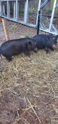 Mini pigs male and female