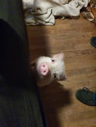 Mini Pig For Sale