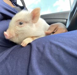 mini pig needs rehoming