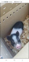 Black and white mini pig