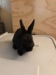 3 months year old rabbits