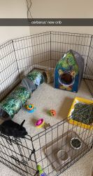 Bunny & enclosure & misc bunny items
