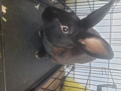 2 male rabbits looking for new home/homes.