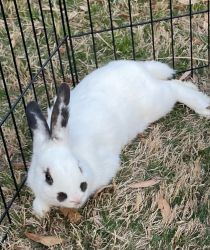 Rex mix rabbits for sell