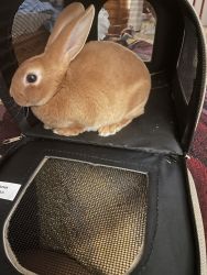 Female Mini Rex Rabbit W/ Cage, Travel Carriers & Purse, Toys, & Food