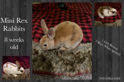 9 week old bunnies