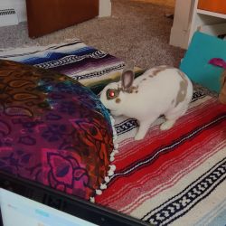 Winter - mini rex rabbit in need of a new home