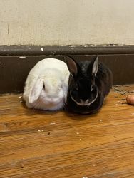 2 one year old rabbits