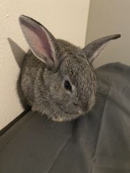 Female rabbit for sale!