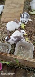 Mini Rex Rabbits For Sale