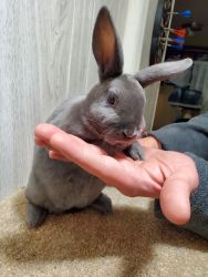 Mini Rex Rabbit Purebred Dwarf