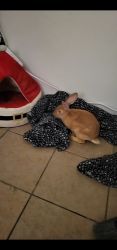 Rex Rabbit needs loving home