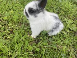 8 week old baby bunny