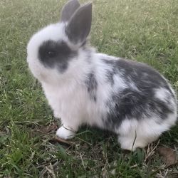 Bunny 8 week old