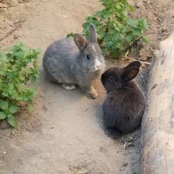 Rabbits-Bunnies
