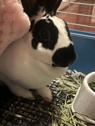 Mini Rex Available to Rehome