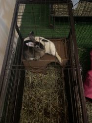 Bunnies with cages for sale