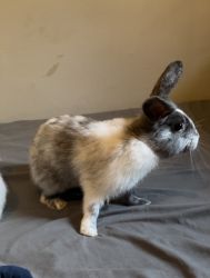Bunny for sale in Lakewood