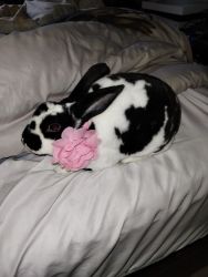 Bunny for sale to good home