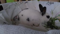 Baby Mini Rex/Hotot Rabbits