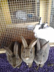 Three Mini Rex bunnies