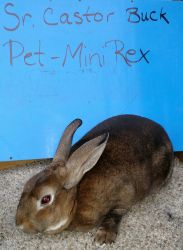 Mini Rex Sr. Buck Pet