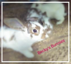 Rabbits mini rex and American available