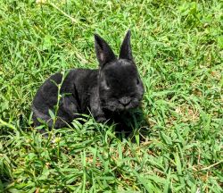 Mini Rex Pet Bunny Rabbit - VELVET COAT