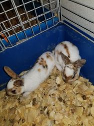 Mini Rex bunnies