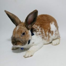 Rex bunny rabbit for sale / re-homing