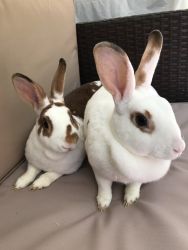 2 cute rabbits (sisters)