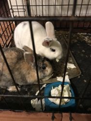 Mini Rex and Cottontail