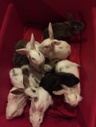 Mini Rex mixed with Lionhead bunnies for sale