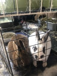 2 Rabbits for sale