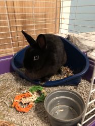 Bunny in need of a home