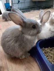 Bunny rabbits