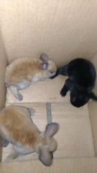 Baby mini rex: 1tan 1 darker tan and 1 all black ready for a forever h