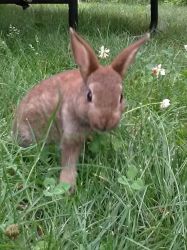 Sweet Baby bunnies in need of new homes. 3 Male; 2 Female