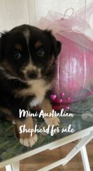 Mini Australian Shepherd