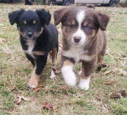 Two puppies available