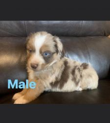 Mini puppy Aussies for sale